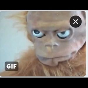 Meet your Posher, Dante